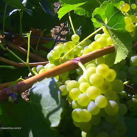 Lantgård Tarantola *